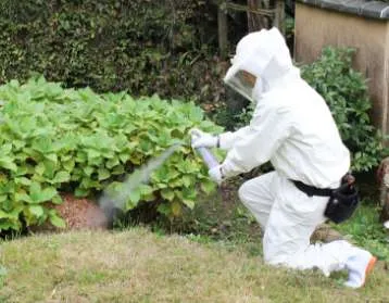 地面にできた蜂の巣駆除